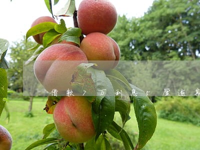 借款7万利息5厘逾期20天 借款7万利息5厘逾期20天