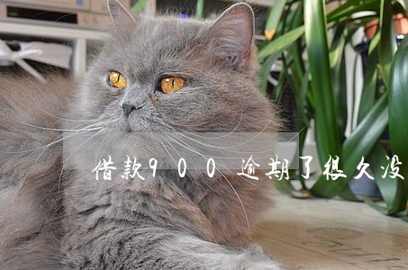 借款900逾期了很久没还