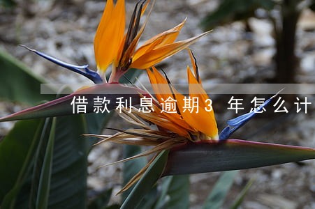 借款利息逾期3年怎么计算 借款利息逾期3年怎么计算