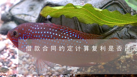 借款合同约定计算复利是否违法