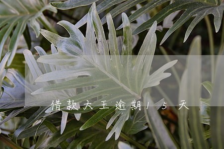 借款大王逾期15天 借款大王逾期15天