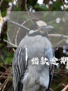 借款逾期24天1万 借款逾期24天1万