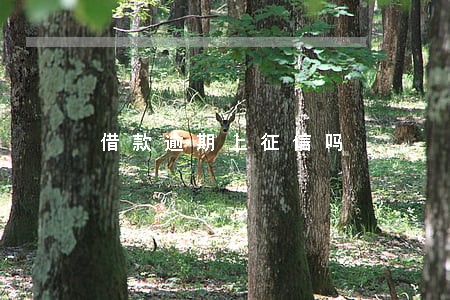 借款逾期上征信吗 借款逾期上征信吗