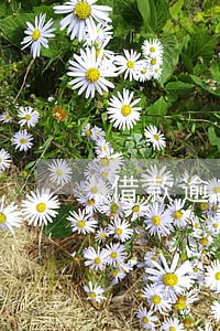 借款逾期可以办理助学贷款 借款逾期可以办理助学贷款