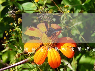 借款逾期影响信用卡额度吗 借款逾期影响信用卡额度吗