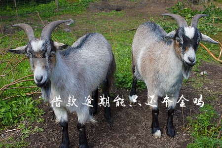 借款逾期能只还本金吗 借款逾期能只还本金吗