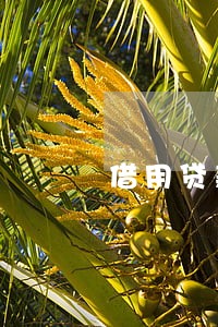 借用贷款账户多次逾期 借用贷款账户多次逾期