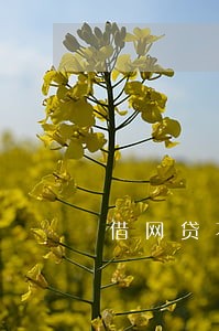 借网贷不逾期有影响吗 借网贷不逾期有影响吗
