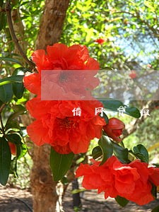 借网贷但没逾期会影响买房吗 借网贷但没逾期会影响买房吗