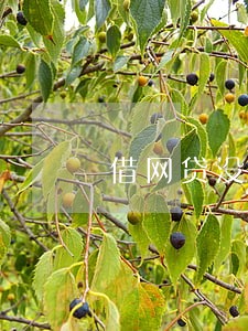 借网贷没逾期对房贷有影响吗 借网贷没逾期对房贷有影响吗