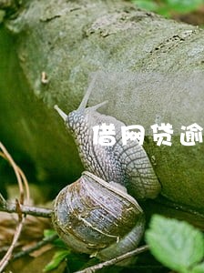 借网贷逾期一月后果怎样 借网贷逾期一月后果怎样