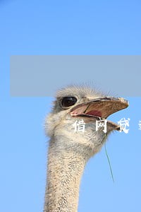 借网贷逾期会影响孩子上学吗 借网贷逾期会影响孩子上学吗