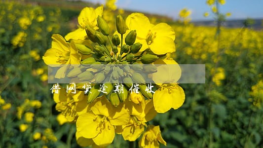 借网贷逾期催收 借网贷逾期催收