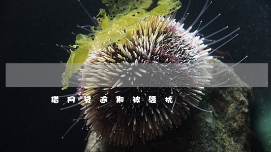 借网贷逾期被骚扰 借网贷逾期被骚扰