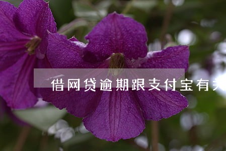 借网贷逾期跟支付宝有关系吗 借网贷逾期跟支付宝有关系吗
