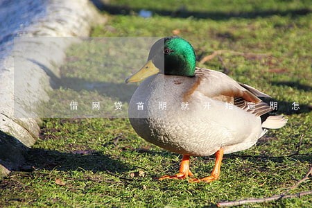 借网贷首期就开始逾期怎么办