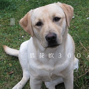 借花吹300元逾期一个月 借花吹300元逾期一个月