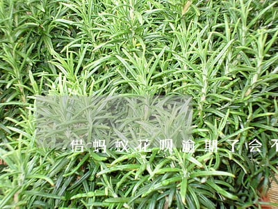借蚂蚁花呗逾期了会不会收利息 借蚂蚁花呗逾期了会不会收利息