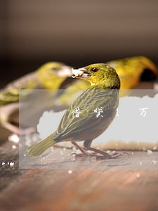 借贷1万逾期1年还多少钱