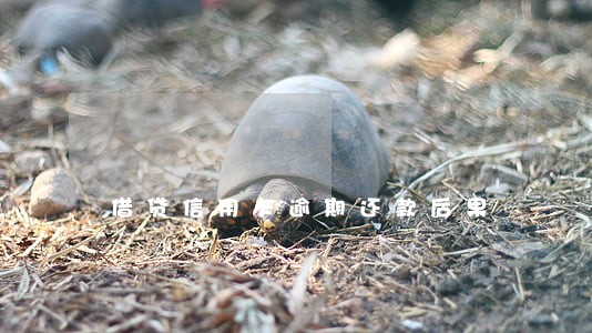借贷信用卡逾期还款后果 借贷信用卡逾期还款后果