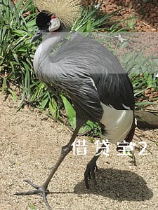 借贷宝2017逾期管理费 借贷宝2017逾期管理费