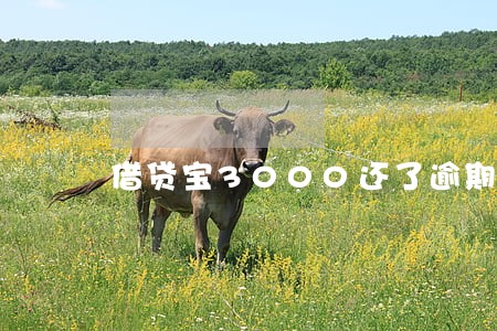 借贷宝3000还了逾期3天