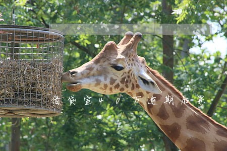 借贷宝40万逾期后果 借贷宝40万逾期后果