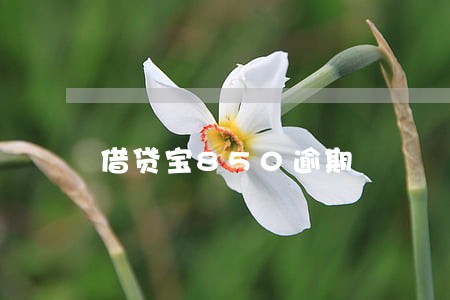 借贷宝850逾期 借贷宝850逾期