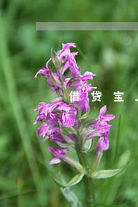 借贷宝上能不能只还本金 借贷宝上能不能只还本金