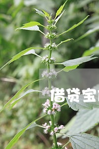 借贷宝借贷宝逾期1个月 借贷宝借贷宝逾期1个月