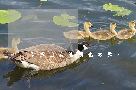 借贷宝有逾期也放款6