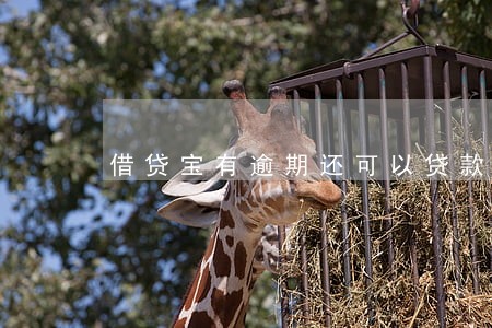 借贷宝有逾期还可以贷款吗6 借贷宝有逾期还可以贷款吗6