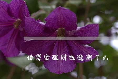 借贷宝理财也逾期了么 借贷宝理财也逾期了么