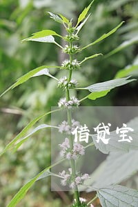 借贷宝的逾期管理费6