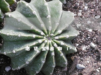 借贷宝逾期11天