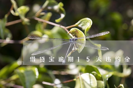 借贷宝逾期15天违约金