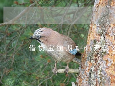 借贷宝逾期16天怎么样
