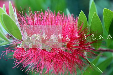 借贷宝逾期2年了怎么办 借贷宝逾期2年了怎么办