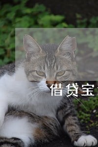 借贷宝逾期300天 借贷宝逾期300天