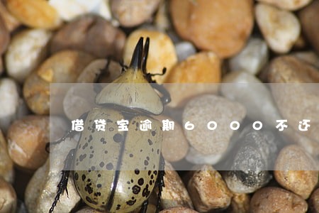 借贷宝逾期6000不还 借贷宝逾期6000不还