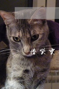 借贷宝逾期7万多 借贷宝逾期7万多