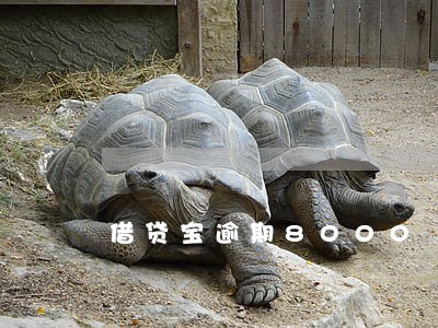借贷宝逾期8000 借贷宝逾期8000