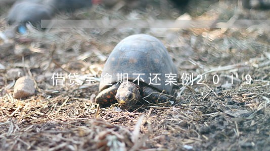 借贷宝逾期不还案例2019 借贷宝逾期不还案例2019