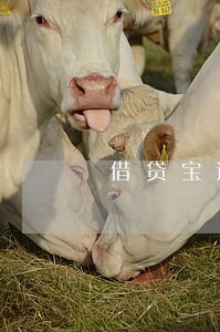 借贷宝逾期超过45天 借贷宝逾期超过45天