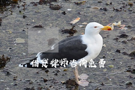 借贷律师咨询免费
