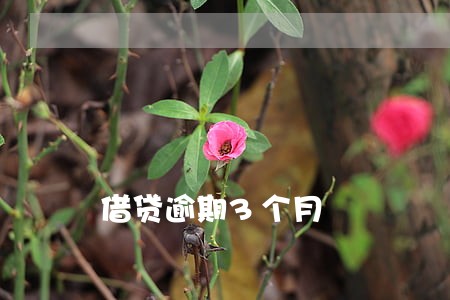 借贷逾期3个月 借贷逾期3个月