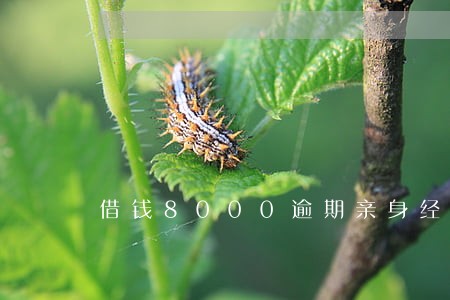 借钱8000逾期亲身经历 借钱8000逾期亲身经历