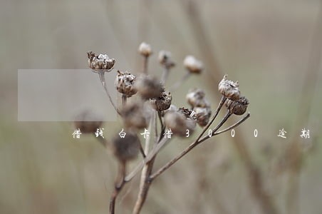 借钱白卡借3000逾期费 借钱白卡借3000逾期费