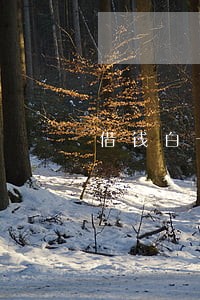 借钱白卡逾期2天 借钱白卡逾期2天