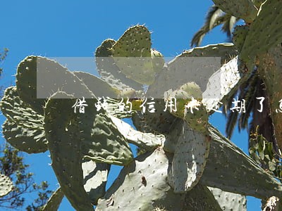 借钱的信用卡逾期了怎么办 借钱的信用卡逾期了怎么办